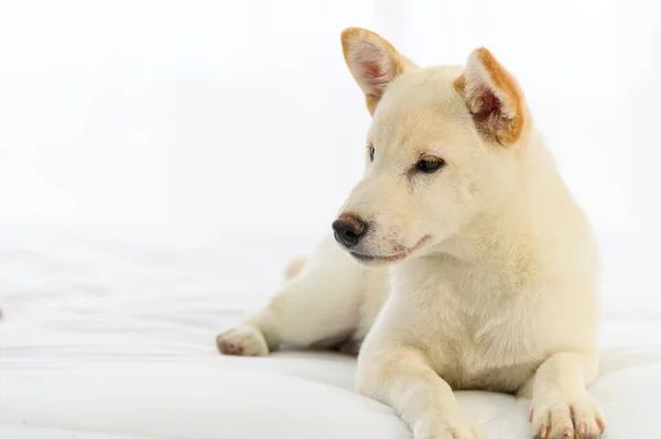 Blanco Shiba Inu Pedigrí Japonés Adorable Cachorro Permanecer Cama Dormitorio — Foto de Stock