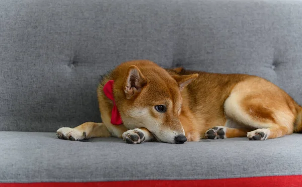 Японський Собака Shiba Inu Краваткою Бутті Червоний Дивані Вітальні Концепція — стокове фото