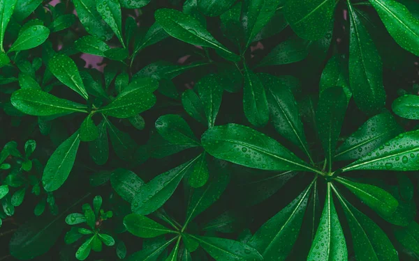 Top view of dark green tropical leaves with raindrop. creative layout made of leaves nature dark green background. Flat lay. Nature concept. Low key