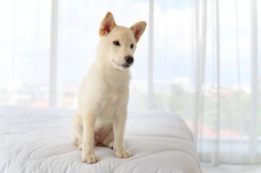 Beyaz Shiba Inu Japon soyağacı yatakta kalan sevimli köpek yavrusu. Hayvan sevgisi konsepti. Kopya alanı olan hayvan portresi