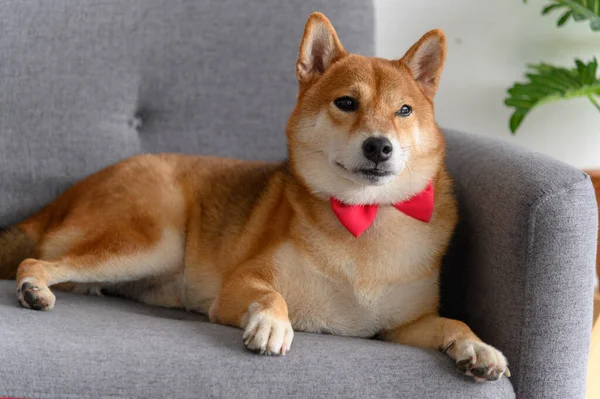 リビングルームでソファの上に赤いタイの蝶ネクタイを持つ芝犬 ペット愛好家の概念 コピースペースのある動物の肖像画 — ストック写真