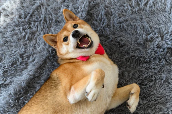 Top View Shiba Inu Japanese Dog Tie Bowtie Red Carpet — Stock Photo, Image