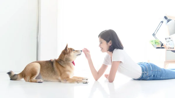 Laughing jocund young asian woman sitting on the floor playing with her Shiba Inu Japanese dog, Cheerful and nice couple with people and pet, Cheerful and nice couple with people and pet. Pet Lover concept
