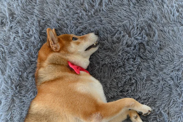 在客厅的地毯上 可以俯瞰到穿着领带 头戴红色领带的日式湿婆狗的照片 宠物情人的概念 带复制品的动物肖像C — 图库照片