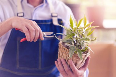 Bahçıvanın ellerine yakın çekim makasla kesme ve evde bahçe işleri için küçük bir bitki yetiştirme hobisi