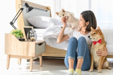 Genç Asyalı kadın evdeki yatak odasında üç köpekle (kahverengi shiba inu, beyaz shiba puppy ve beyaz maltese) rahatlıyor ve oynuyor, insanlarla ve evcil hayvanlarla neşeli ve hoş bir çift. Evcil hayvan sevgisi kavramı