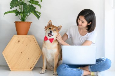 Güzel, genç Asyalı bir kadın oturma odasında Shiba Inu Japon köpeğiyle birlikte çalışıyor, neşeli ve insanlarla ve evcil hayvanlarıyla.