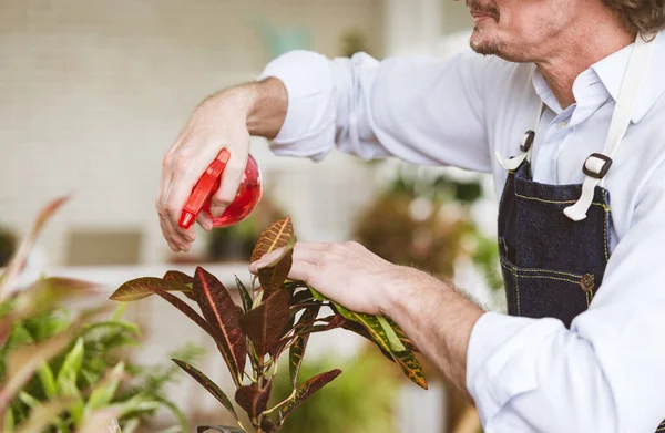 Close Para Mãos Jardineiro Homem Sênior Cuidando Pequena Árvore Vaso — Fotografia de Stock