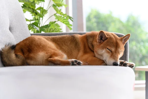 Shiba Inu Japon köpeği oturma odasında kanepede uyuyor. Hayvan sevgisi konsepti. Kopya alanı olan hayvan portresi