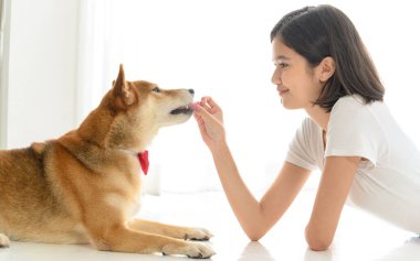 Yerde oturup Shiba Inu Japon köpeğiyle oynayan neşeli, neşeli, genç Asyalı kadın, insanlarla ve evcil hayvanlarla neşeli ve sevimli çift, insanlar ve evcil hayvan. Evcil hayvan sevgisi kavramı