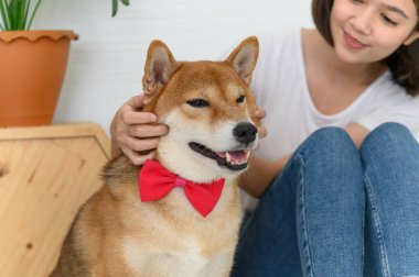 Yerde oturup Shiba Inu Japon köpeğiyle oynayan neşeli, neşeli, genç Asyalı kadın, insanlarla ve evcil hayvanlarla neşeli ve sevimli çift, insanlar ve evcil hayvan. Evcil hayvan sevgisi kavramı