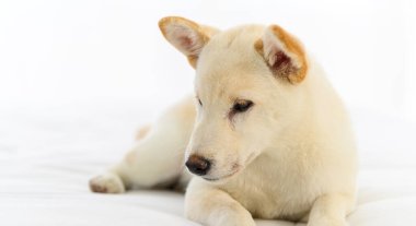 Beyaz Shiba Inu Japon soyağacı yatakta kalan sevimli köpek yavrusu. Hayvan sevgisi konsepti. Kopya alanı olan hayvan portresi