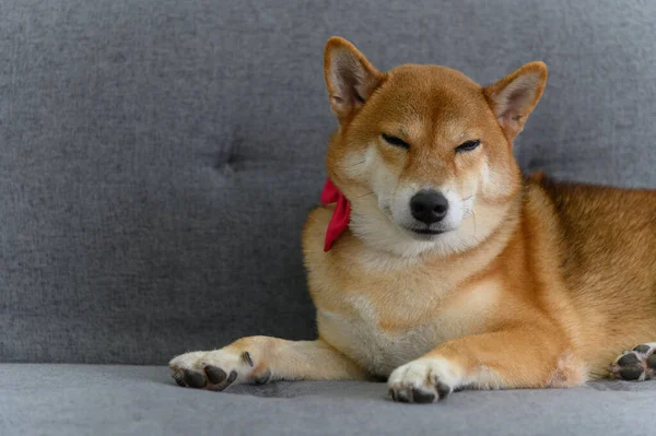 Shiba Inu Japanese Dog Tie Bowtie Red Sofa Living Room — Stock Photo, Image