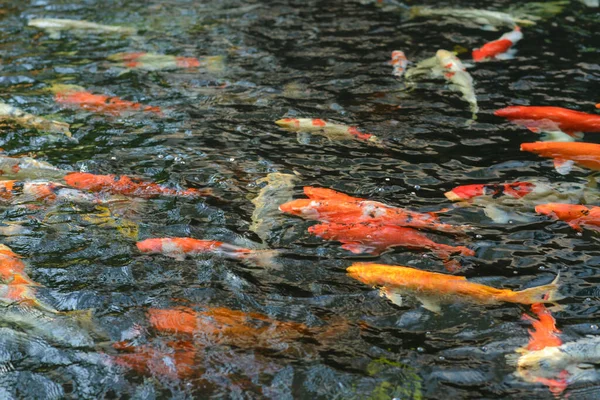 Ikan Mas Ikan Koi Carps Bawah Air Kolam Renang — Stok Foto