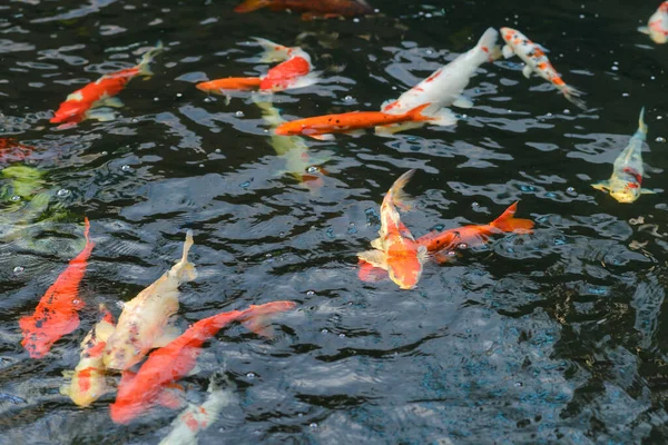 Carpe Poisson Carpes Koï Sous Eau Dans Piscine — Photo