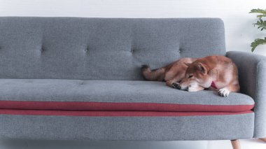 Shiba Inu Japon köpeği oturma odasında kanepede uyuyor. Hayvan sevgisi konsepti. Kopya alanı olan hayvan portresi