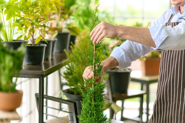 Close Para Mãos Jardineiro Homem Sênior Aparando Com Tesoura Jardinagem — Fotografia de Stock