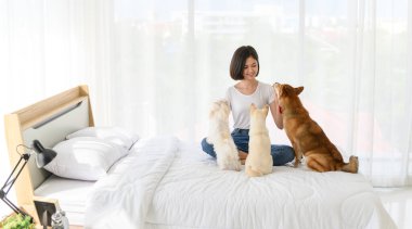 Genç Asyalı kadın evdeki yatak odasında üç köpekle (kahverengi shiba inu, beyaz shiba puppy ve beyaz maltese) rahatlıyor ve oynuyor, insanlarla ve evcil hayvanlarla neşeli ve hoş bir çift. Evcil hayvan sevgisi kavramı