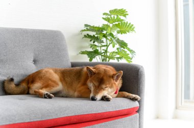 Shiba Inu Japon köpeği oturma odasında kanepede uyuyor. Hayvan sevgisi konsepti. Kopya alanı olan hayvan portresi