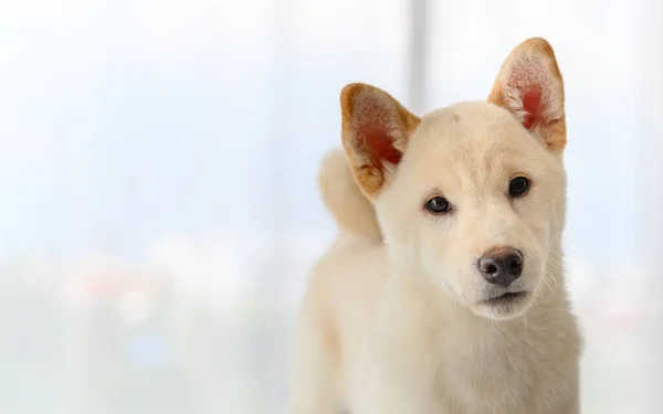 Bianco Shiba Inu Giapponese Pedigree Adorabile Cucciolo Stare Sul Letto — Foto Stock