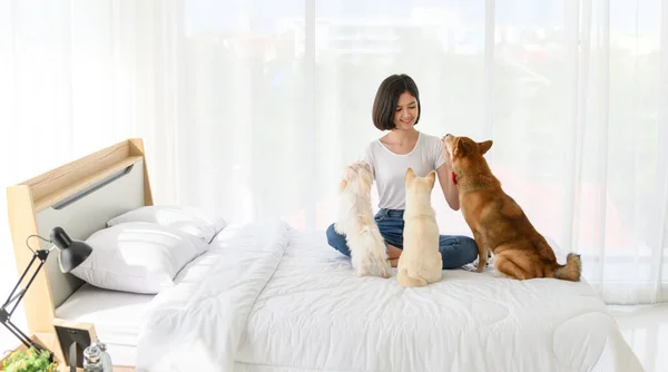 Mujer Asiática Joven Relajándose Jugando Con Tres Perros Shiba Inu — Foto de Stock