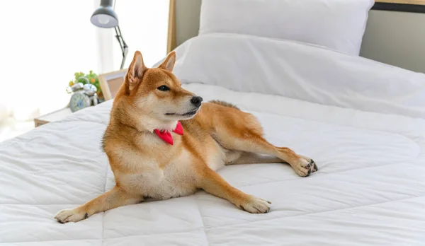 Shiba Inu Perro Japonés Con Corbata Roja Cama Dormitorio Concepto — Foto de Stock