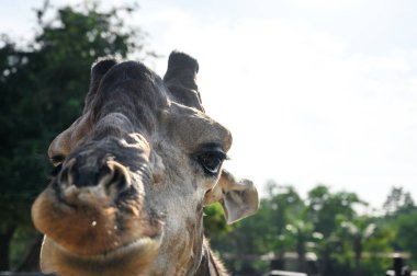 Arka planda bulanık ağaçlar olan zürafa resmi.
