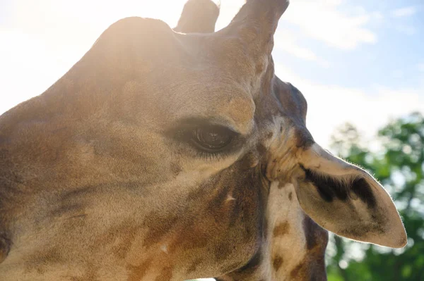 Huvud Bild Giraff Med Suddiga Träd Bakgrunden — Stockfoto