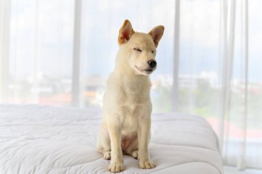 Beyaz Shiba Inu Japon soyağacı yatakta kalan sevimli köpek yavrusu. Hayvan sevgisi konsepti. Kopya alanı olan hayvan portresi
