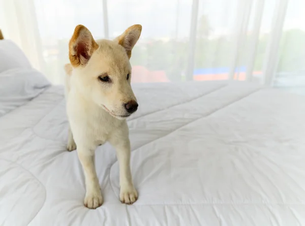Blanco Shiba Inu Pedigrí Japonés Adorable Cachorro Permanecer Cama Dormitorio — Foto de Stock