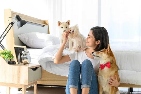 Mujer Asiática Joven Relajándose Jugando Con Tres Perros Shiba Inu — Foto de Stock