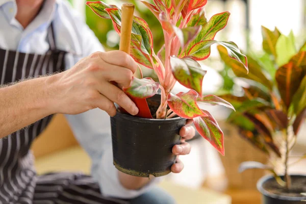 Close Para Mãos Jardineiro Homem Sênior Cuidando Pequena Árvore Vaso — Fotografia de Stock