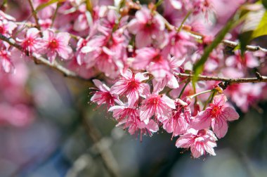 Khun Chang Kian, Tayland, Thailand, Prunus cerasoides