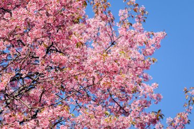Khun Chang Kian, Tayland, Thailand, Prunus cerasoides