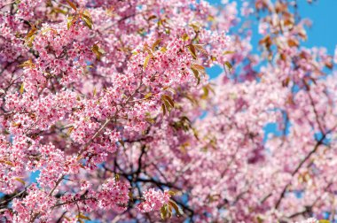 Khun Chang Kian, Tayland, Thailand, Prunus cerasoides
