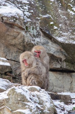 Doğal onsen (kaplıca rahatlatıcı maymun)