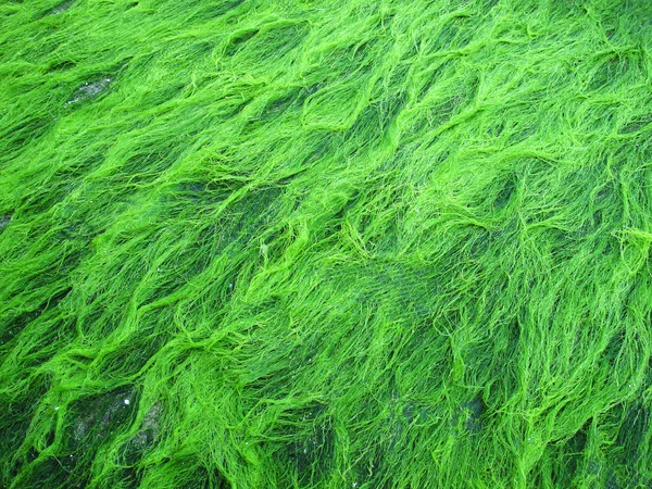Banyak alga Hijau — Stok Foto