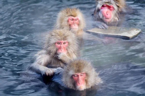 Отдых обезьяны в естественном onsen (горячий источник ) — стоковое фото