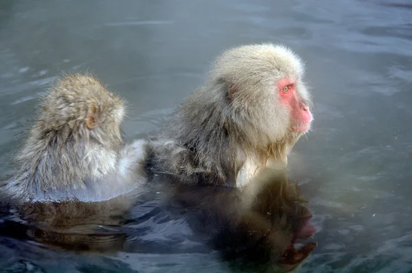 Mono relajante en un onsen natural (aguas termales ) — Foto de Stock