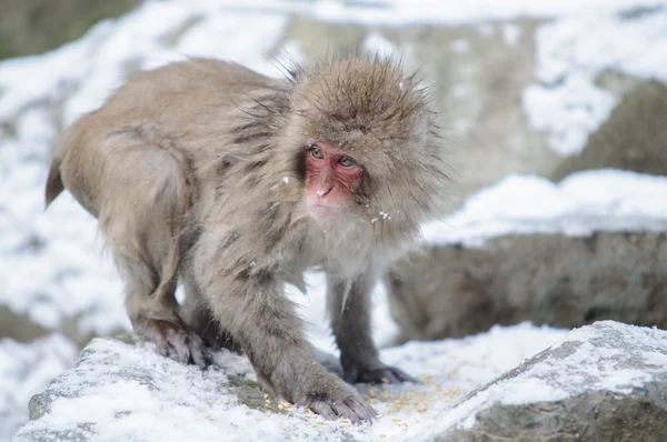 Relaxing Monkey in a natural onsen (hot spring) — Stock Photo, Image