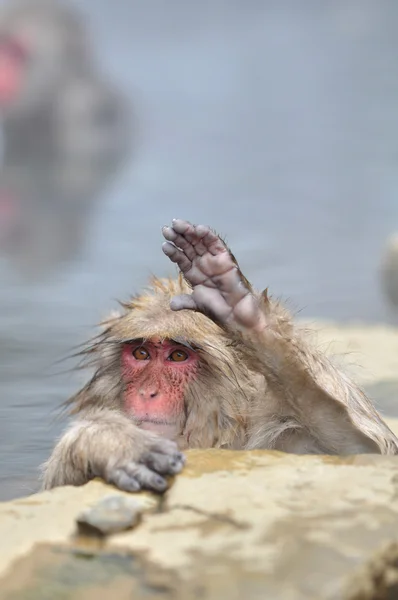 Отдых обезьяны в естественном onsen (горячий источник ) — стоковое фото