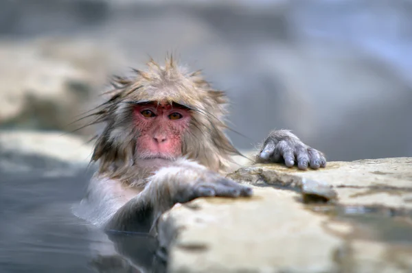 Relaxing Monkey in a natural onsen (hot spring) — Stock Photo, Image