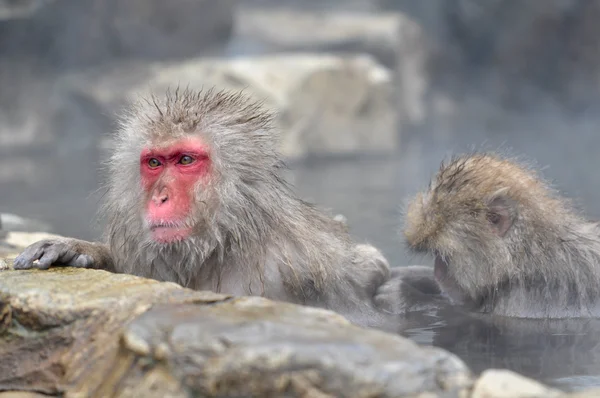 Отдых обезьяны в естественном onsen (горячий источник ) — стоковое фото