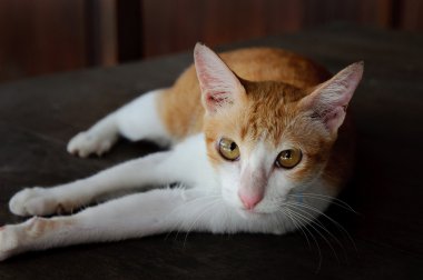 Masanın üzerinde bir Tay kedi portresi