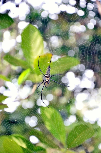 Spider on the web — Stock Photo, Image