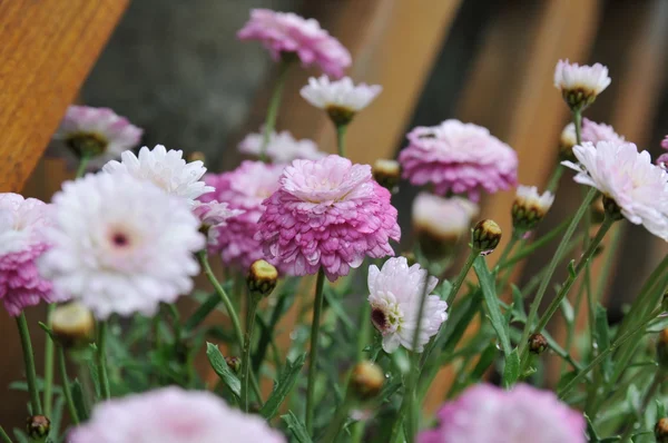 かなりピンクの花菊 — ストック写真