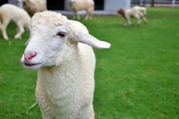 Sheep with copy space — Stock Photo, Image