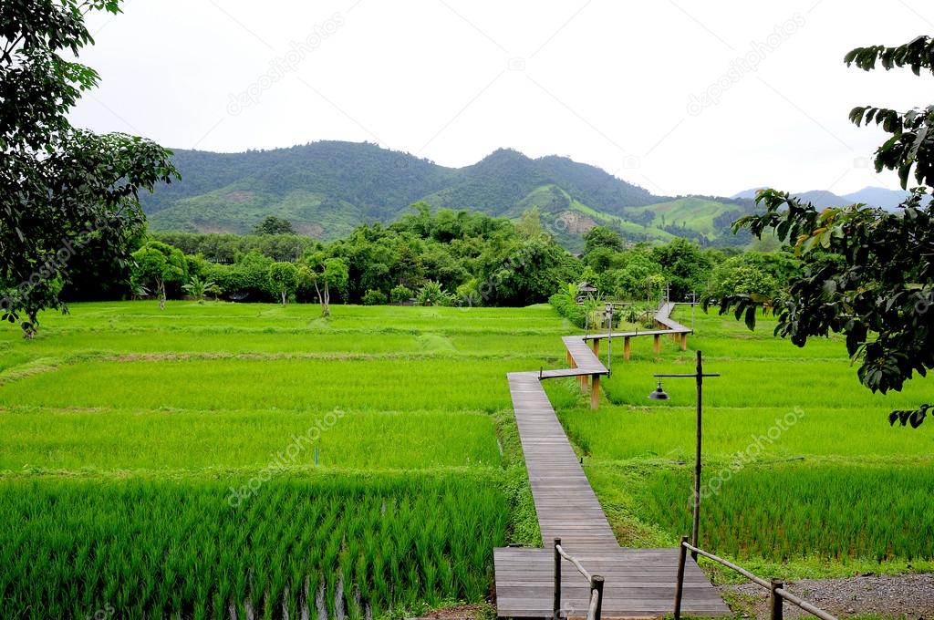 Wood path over rice fields