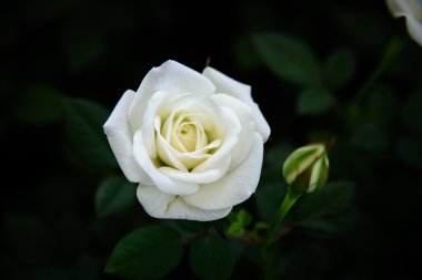 Yeşil yapraklı beyaz güller