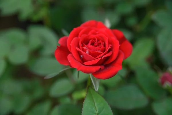 Goutte d'eau sur roses rouges — Photo